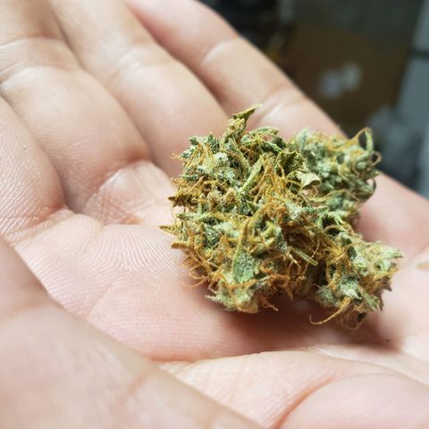 Geloctane  growlog photo: Super skunk auto dried for 2 weeks 1 week of curing today 