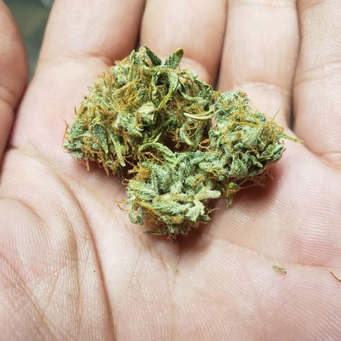 Geloctane  growlog photo: Super skunk auto dried for 2 weeks 1 week of curing today 