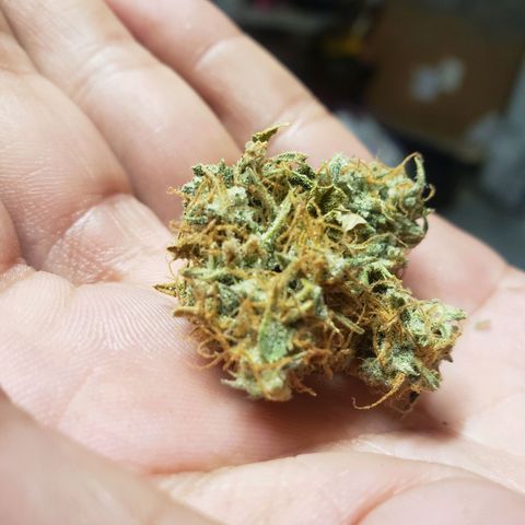 Geloctane  growlog photo: Super skunk auto dried for 2 weeks 1 week of curing today 