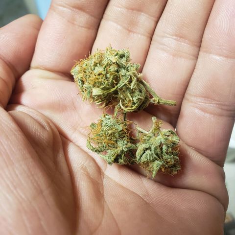 Geloctane  growlog photo: Super skunk auto dried for 2 weeks 1 week of curing today 