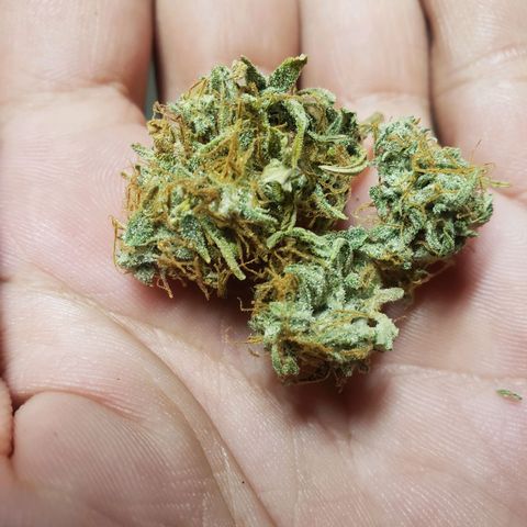 Geloctane  growlog photo: Super skunk auto dried for 2 weeks 1 week of curing today 