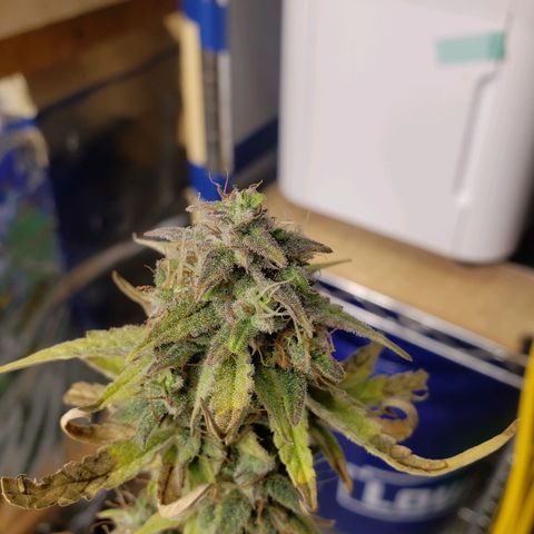 Geloctane  growlog photo: I will wait another day or two until I harvest the 2 Super Skunk auto flowers 