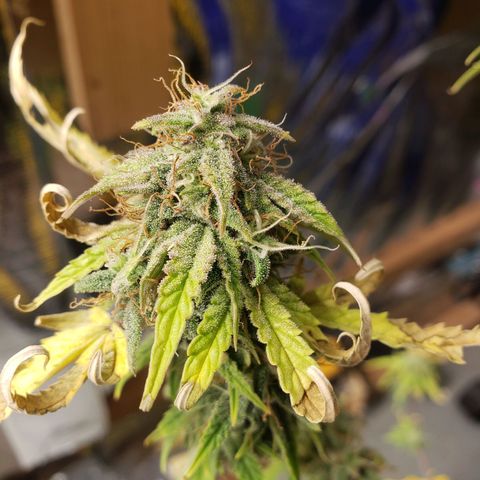 Geloctane  growlog photo: I will wait another day or two until I harvest the 2 Super Skunk auto flowers 