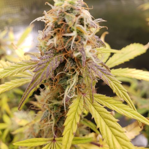 Geloctane  growlog photo: I will wait another day or two until I harvest the 2 Super Skunk auto flowers 