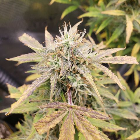 Geloctane  growlog photo: I will wait another day or two until I harvest the 2 Super Skunk auto flowers 