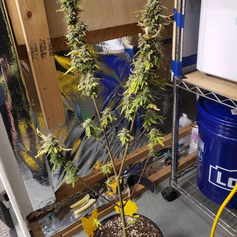 Geloctane  growlog photo: I will wait another day or two until I harvest the 2 Super Skunk auto flowers 