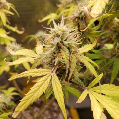 Geloctane  growlog photo: I will wait another day or two until I harvest the 2 Super Skunk auto flowers 