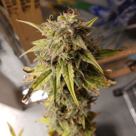 Geloctane  growlog photo: I will wait another day or two until I harvest the 2 Super Skunk auto flowers 