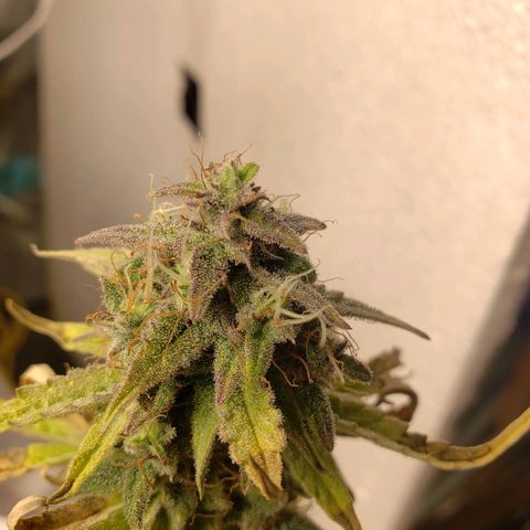 Geloctane  growlog photo: I will wait another day or two until I harvest the 2 Super Skunk auto flowers 