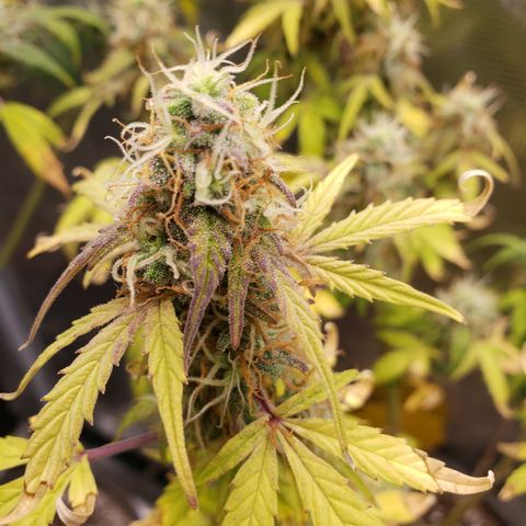 Geloctane  growlog photo: I will wait another day or two until I harvest the 2 Super Skunk auto flowers 