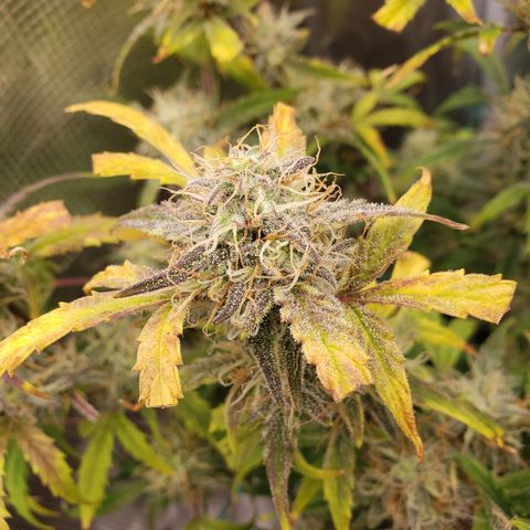 Geloctane  growlog photo: Couple more days I think 