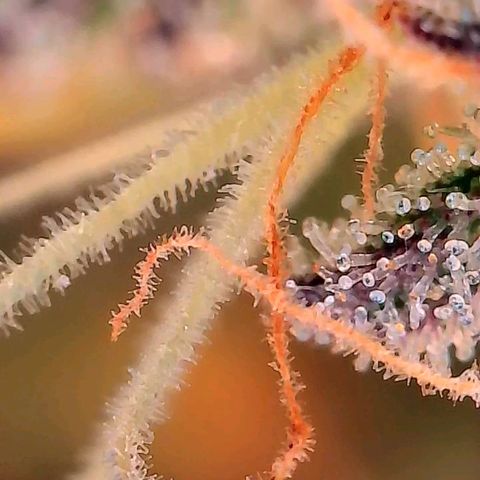 Geloctane  growlog photo: Couple more days I think 