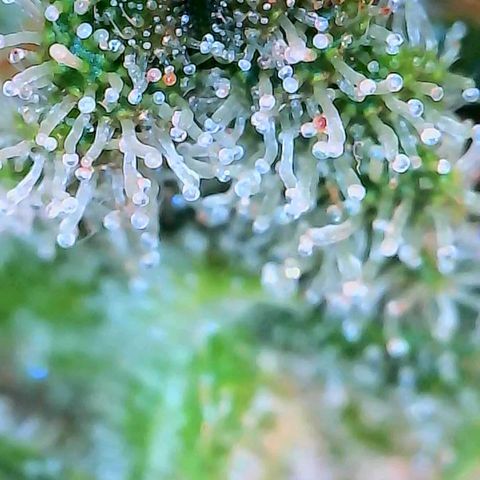 Geloctane  growlog photo: Couple more days I think 