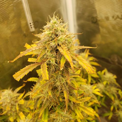 Geloctane  growlog photo: Couple more days I think 