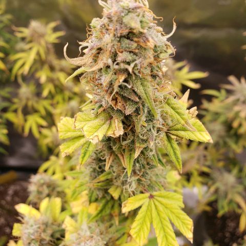 Geloctane  growlog photo: Couple more days I think 