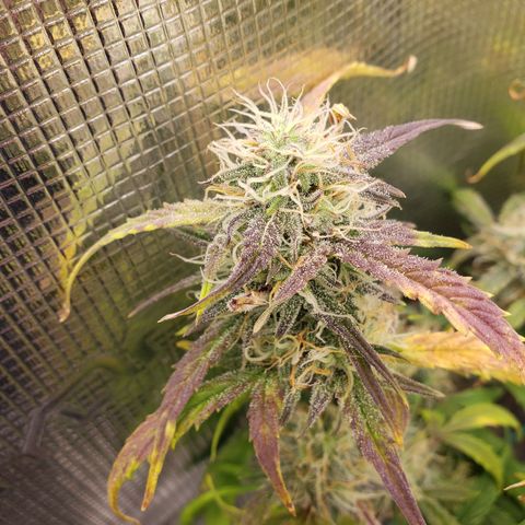 Geloctane  growlog photo: Couple more days I think 