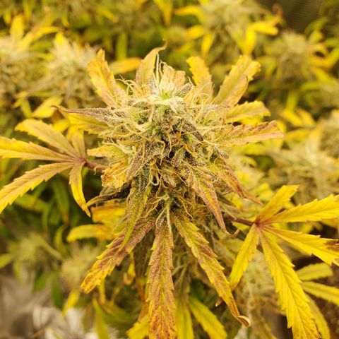 Geloctane  growlog photo: Couple more days I think 
