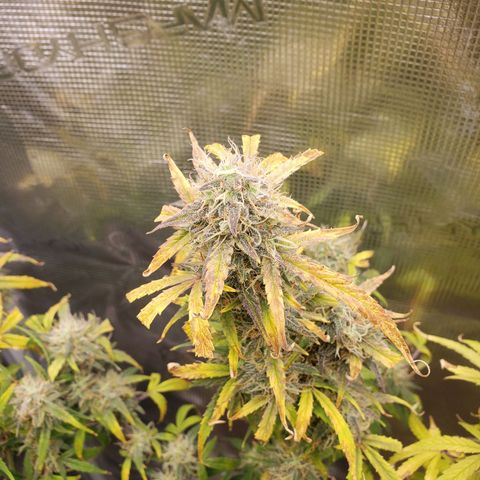 Geloctane  growlog photo: Couple more days I think 