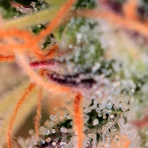 Geloctane  growlog photo: Couple more days I think 