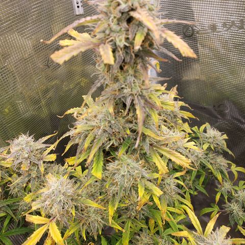 Geloctane  growlog photo: Couple more days I think 