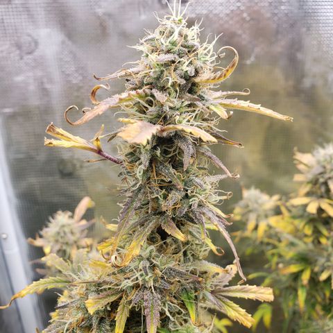 Geloctane  growlog photo: I guess everything looks normal