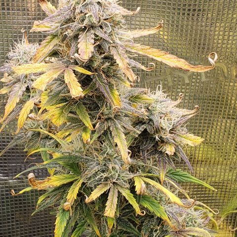 Geloctane  growlog photo: I guess everything looks normal