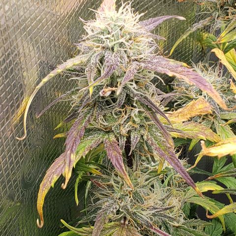 Geloctane  growlog photo: I guess everything looks normal