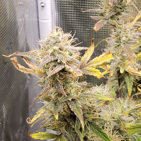 Geloctane  growlog photo: I guess everything looks normal