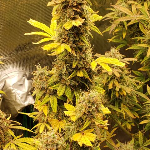 Geloctane  growlog photo: I guess everything looks normal