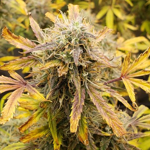Geloctane  growlog photo: I guess everything looks normal