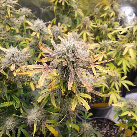 Geloctane  growlog photo: I guess everything looks normal