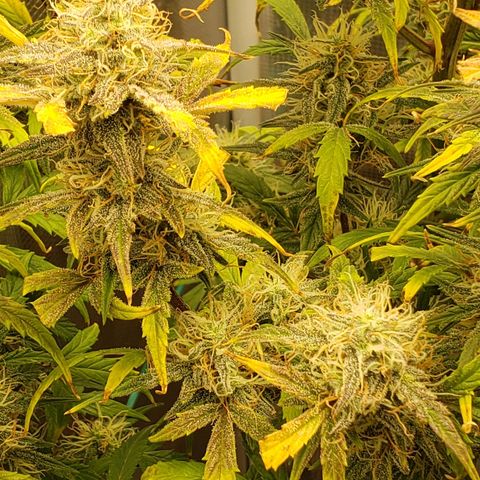 Geloctane  growlog photo: I guess everything looks normal