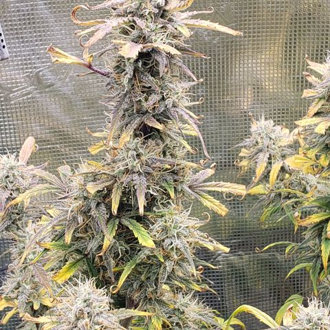 Geloctane  growlog photo: I guess everything looks normal