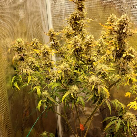 Geloctane  growlog photo: I guess everything looks normal
