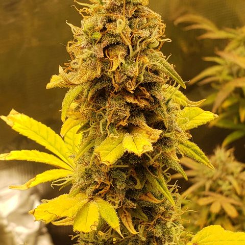 Geloctane  growlog photo: I wish I knew just a little bit more about marijuana plants