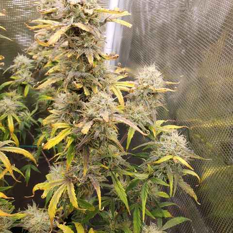 Geloctane  growlog photo: I wish I knew just a little bit more about marijuana plants