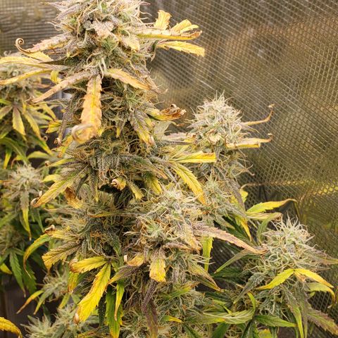 Geloctane  growlog photo: I wish I knew just a little bit more about marijuana plants