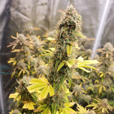 Geloctane  growlog photo: I wish I knew just a little bit more about marijuana plants