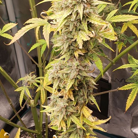 Geloctane  growlog photo: I wish I knew just a little bit more about marijuana plants