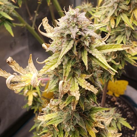 Geloctane  growlog photo: I wish I knew just a little bit more about marijuana plants