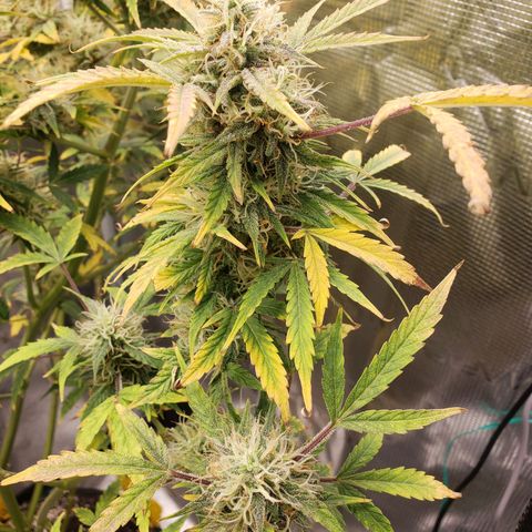 Geloctane  growlog photo: I wish I knew just a little bit more about marijuana plants