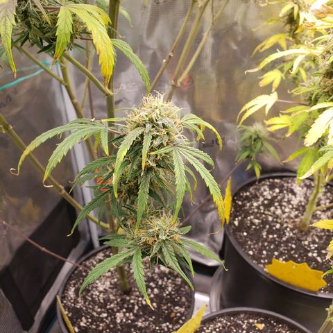 Geloctane  growlog photo: I wish I knew just a little bit more about marijuana plants