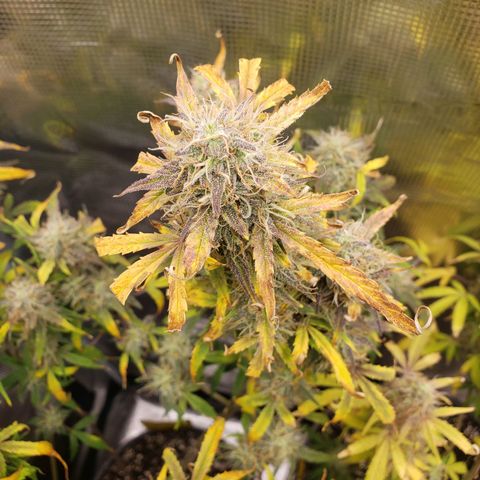 Geloctane  growlog photo: I wish I knew just a little bit more about marijuana plants