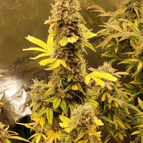 Geloctane  growlog photo: I wish I knew just a little bit more about marijuana plants