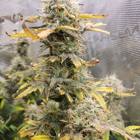 Geloctane  growlog photo: Should have the whole tent harvested by the end of this month 