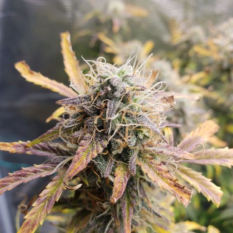 Geloctane  growlog photo: Should have the whole tent harvested by the end of this month 