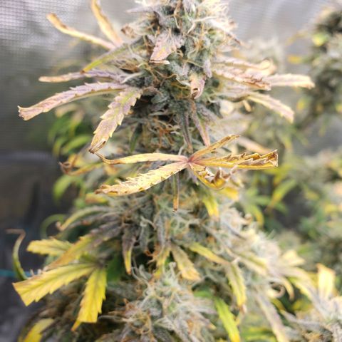 Geloctane  growlog photo: Should have the whole tent harvested by the end of this month 
