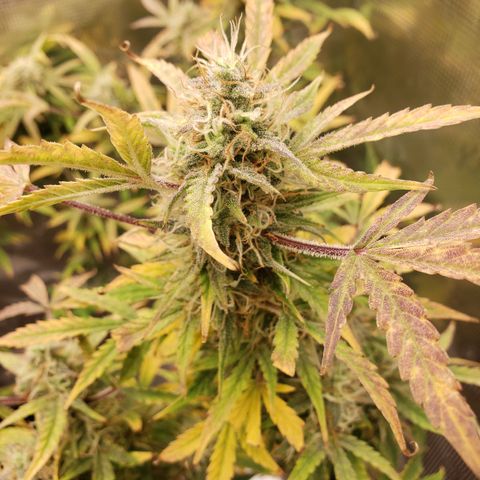 Geloctane  growlog photo: Should have the whole tent harvested by the end of this month 