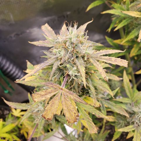 Geloctane  growlog photo: Should have the whole tent harvested by the end of this month 