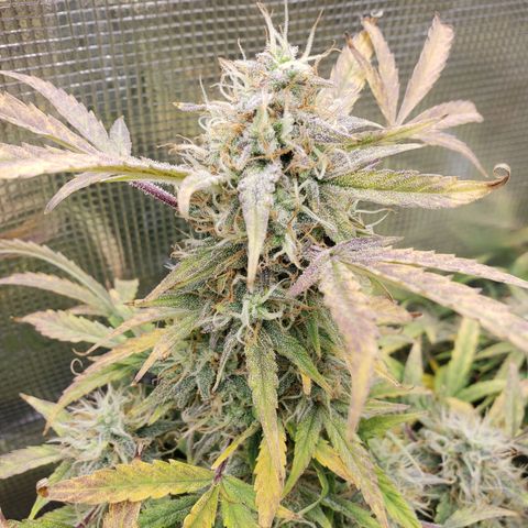 Geloctane  growlog photo: Should have the whole tent harvested by the end of this month 